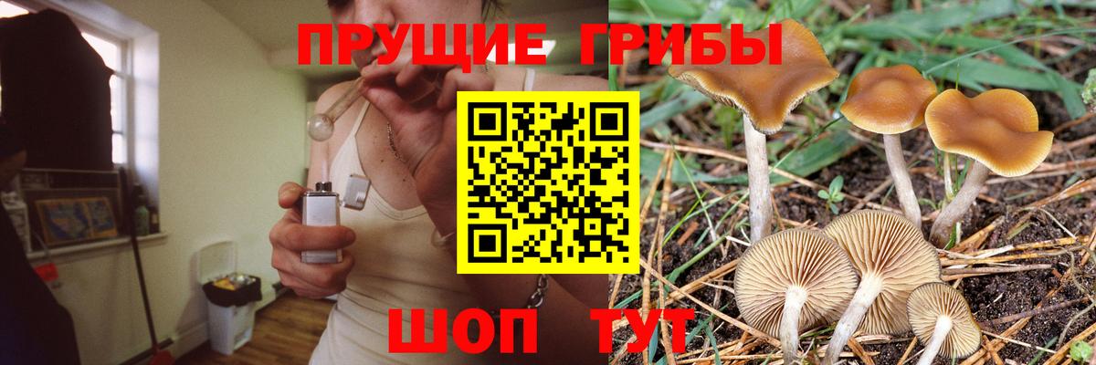 Галлюциногенные грибы Psilocybine cubensis  Вход с VPN  Санкт-Петербург  Галлюциногенные грибы мицелий 